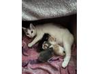Adopt Sassy a Cream or Ivory (Mostly) Calico / Mixed (medium coat) cat in