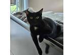 Adopt Milan a Black (Mostly) Domestic Shorthair (short coat) cat in Davis