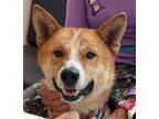 Adopt Jamey a Tan/Yellow/Fawn Jindo / Shiba Inu / Mixed dog in Washington