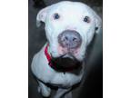 Adopt Yukon a White Pit Bull Terrier dog in Johnstown, PA (41107894)