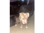 Adopt Olive a Tan/Yellow/Fawn American Pit Bull Terrier / Mixed dog in