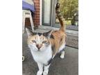 Adopt Kitty a Calico or Dilute Calico Calico (medium coat) cat in Nashville