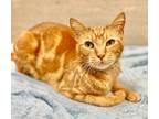 Adopt Hyde a Domestic Shorthair / Mixed (short coat) cat in Great Bend
