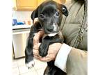 Adopt Rachel a Black - with White American Staffordshire Terrier / Labrador
