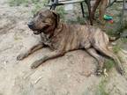Adopt Duke a Brindle Mountain Cur / Mixed dog in Shreveport, LA (41312805)