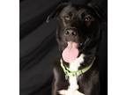Adopt Quark a Black - with White Border Collie / Husky / Mixed dog in Yreka