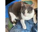 Adopt Charlotte a Gray or Blue (Mostly) Domestic Shorthair (short coat) cat in