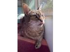 Adopt Josie a Brown Tabby Domestic Shorthair (short coat) cat in Davis