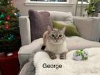 Adopt George a Cream or Ivory (Mostly) Siamese (short coat) cat in Davis