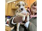 Adopt Gabriel a White - with Tan, Yellow or Fawn Labrador Retriever / Mixed dog