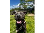 Adopt Bentley a Black Mixed Breed (Small) / Mixed (short coat) dog in Fairfax