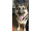 Adopt Jessie a Brown/Chocolate German Shepherd Dog / Mixed Breed (Medium) /