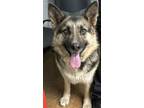 Adopt Jessie a Brown/Chocolate German Shepherd Dog / Mixed dog in Madera