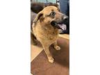 Adopt Duke a Black German Shepherd Dog / Mixed dog in Madera, CA (41310821)