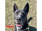 Adopt Huey a Black Shar Pei / Bull Terrier / Mixed (short coat) dog in Justin
