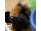 Adopt Coco w Reese a Black Guinea Pig / Guinea Pig / Mixed small animal in