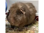 Adopt Reese w Coco a Brown or Chocolate Guinea Pig / Guinea Pig / Mixed small