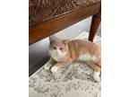 Adopt Princess a Tan or Fawn Domestic Shorthair / Mixed (short coat) cat in