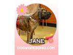 Adopt Jane a Brindle Great Dane / Mixed dog in Toledo, OH (41311365)