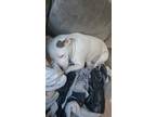 Adopt Freya a Black - with White American Pit Bull Terrier / Mixed dog in