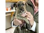 Adopt Faith a Brindle Labrador Retriever / Labrador Retriever / Mixed dog in