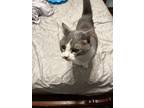 Adopt Avery a Gray or Blue British Shorthair / Mixed (medium coat) cat in Pilot