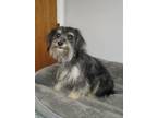 Adopt Pam a Black - with White Havanese / Terrier (Unknown Type