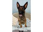 Adopt Max a Brown/Chocolate - with Black Belgian Malinois / Mixed dog in Key