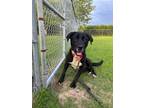 Adopt Chubs a Labrador Retriever / Mixed dog in Darlington, SC (41312536)