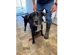 Adopt Chubs a Labrador Retriever / Mixed dog in Darlington, SC (41312536)