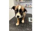 Adopt Bozwell a Labrador Retriever / Mixed dog in Darlington, SC (41305586)