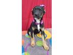 Adopt Inara a German Shepherd Dog / Mixed dog in Darlington, SC (41307833)