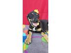 Adopt Izzy a German Shepherd Dog / Mixed dog in Darlington, SC (41307832)