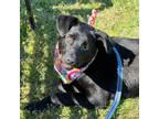 Adopt Hilary/Hillary a Labrador Retriever / Mixed dog in Darlington