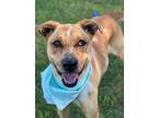 Adopt Cass a Labrador Retriever / Mixed dog in Darlington, SC (41307828)
