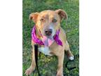 Adopt Zelda a Labrador Retriever / Mixed dog in Darlington, SC (41307827)