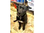 Adopt Gloria a Terrier (Unknown Type, Small) / Mixed dog in Darlington