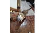 Adopt Peepers a Gray or Blue (Mostly) Domestic Shorthair / Mixed (short coat)