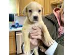 Adopt Michael a White - with Tan, Yellow or Fawn Labrador Retriever / Mixed dog