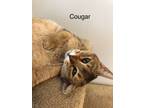 Adopt Cougar a Brown or Chocolate (Mostly) Exotic (short coat) cat in Davis