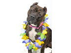 Adopt Margo a Brown/Chocolate American Pit Bull Terrier / Mixed dog in Tinley