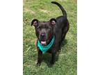 Adopt Mia a Black Mixed Breed (Medium) / Mixed dog in Mesquite, TX (41264615)