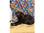 Adopt Laura 369734 a Black Labrador Retriever / Mixed dog in Hayden