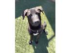 Adopt Rolo a Black Retriever (Unknown Type) / Mixed dog in Rio Rancho