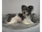 Adopt Dahlia a Black - with White Havanese / Mixed dog in Shawnee Mission