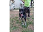 Adopt Six Pack a Black - with White Labrador Retriever / Lancashire Heeler /