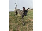 Adopt Remy a Brindle Dutch Shepherd / American Staffordshire Terrier / Mixed dog