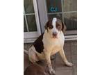 Adopt CJ CP a White - with Brown or Chocolate Catahoula Leopard Dog / Mixed dog