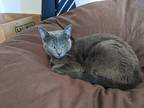Adopt Morriña a Gray or Blue Russian Blue / Mixed (short coat) cat in