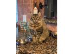 Adopt Maggie a Brown Tabby Maine Coon / Mixed (medium coat) cat in Spring